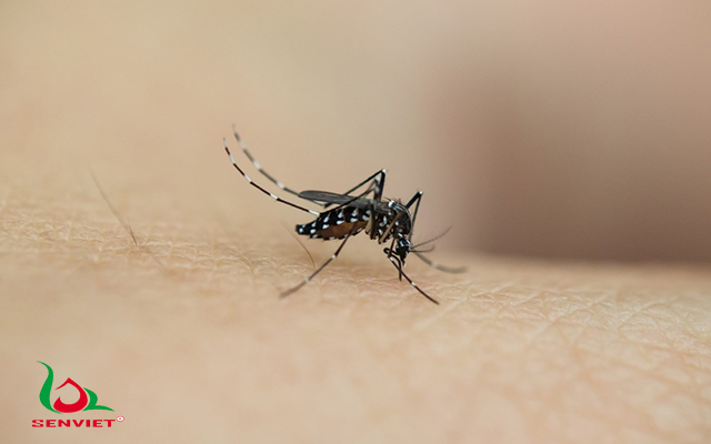 Tác hại của muỗi đốt